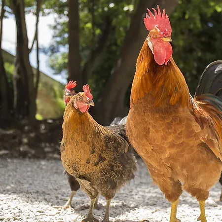 منتجع Relais Giulia